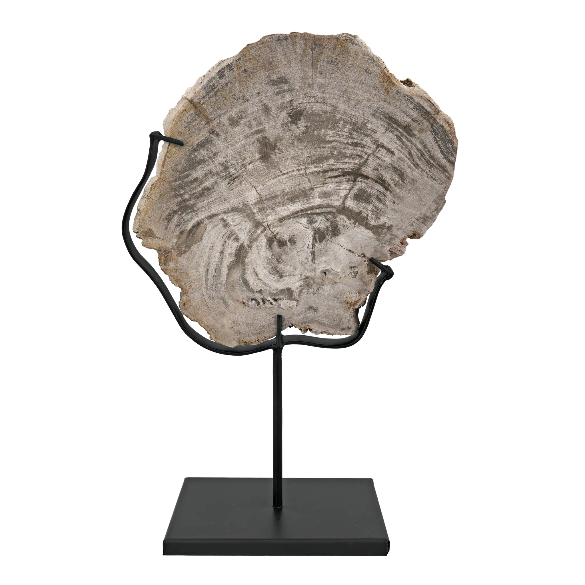 Wood Fossil with Stand, 8″ in Matte Black Base — Noir Furniture