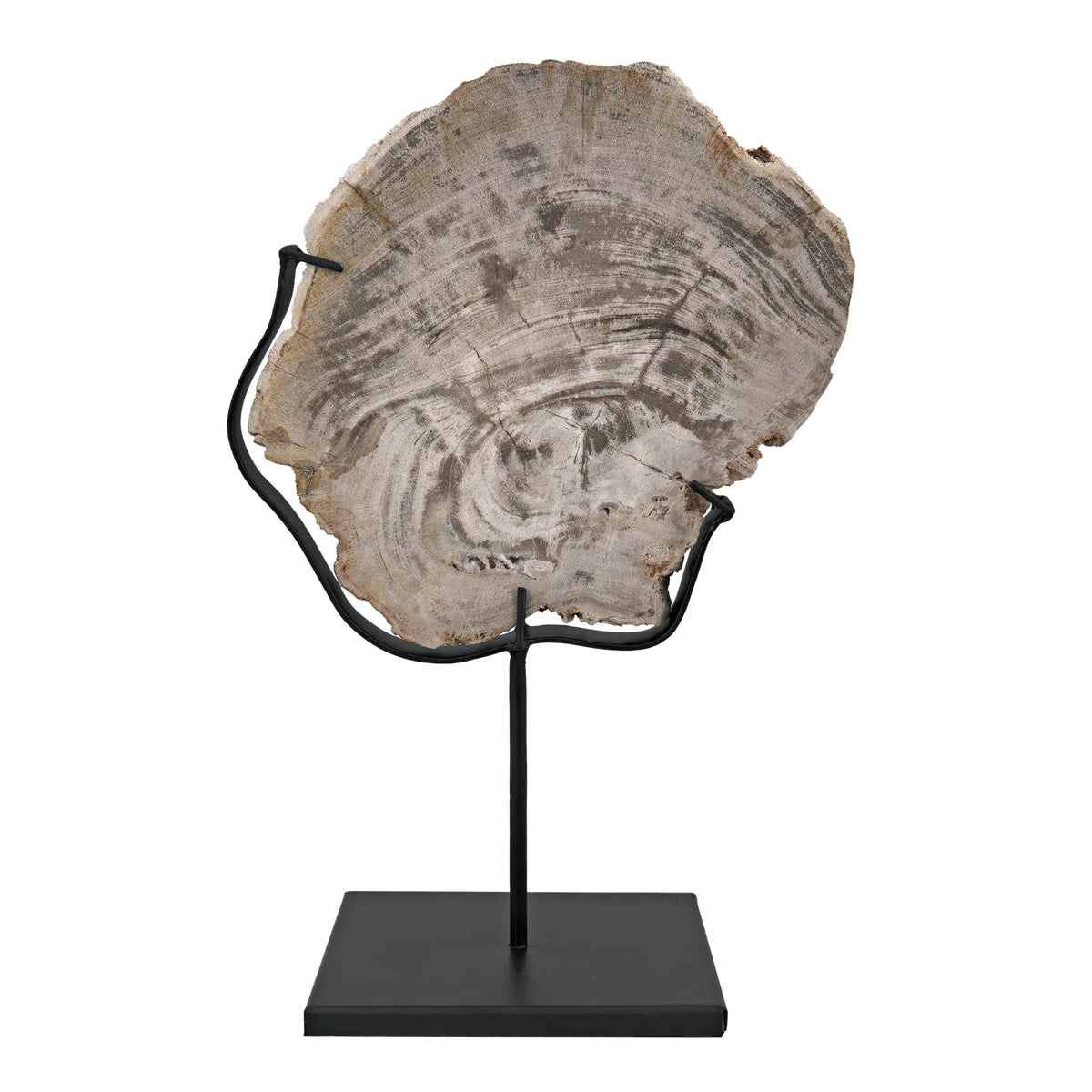 Wood Fossil with Stand, 8″ by Noir Furniture | Sutter & Vale
