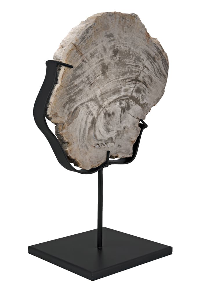 Wood Fossil with Stand, 8″ by Noir Furniture | Sutter & Vale
