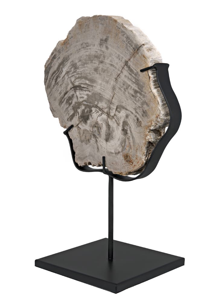 Wood Fossil with Stand, 8″ by Noir Furniture | Sutter & Vale