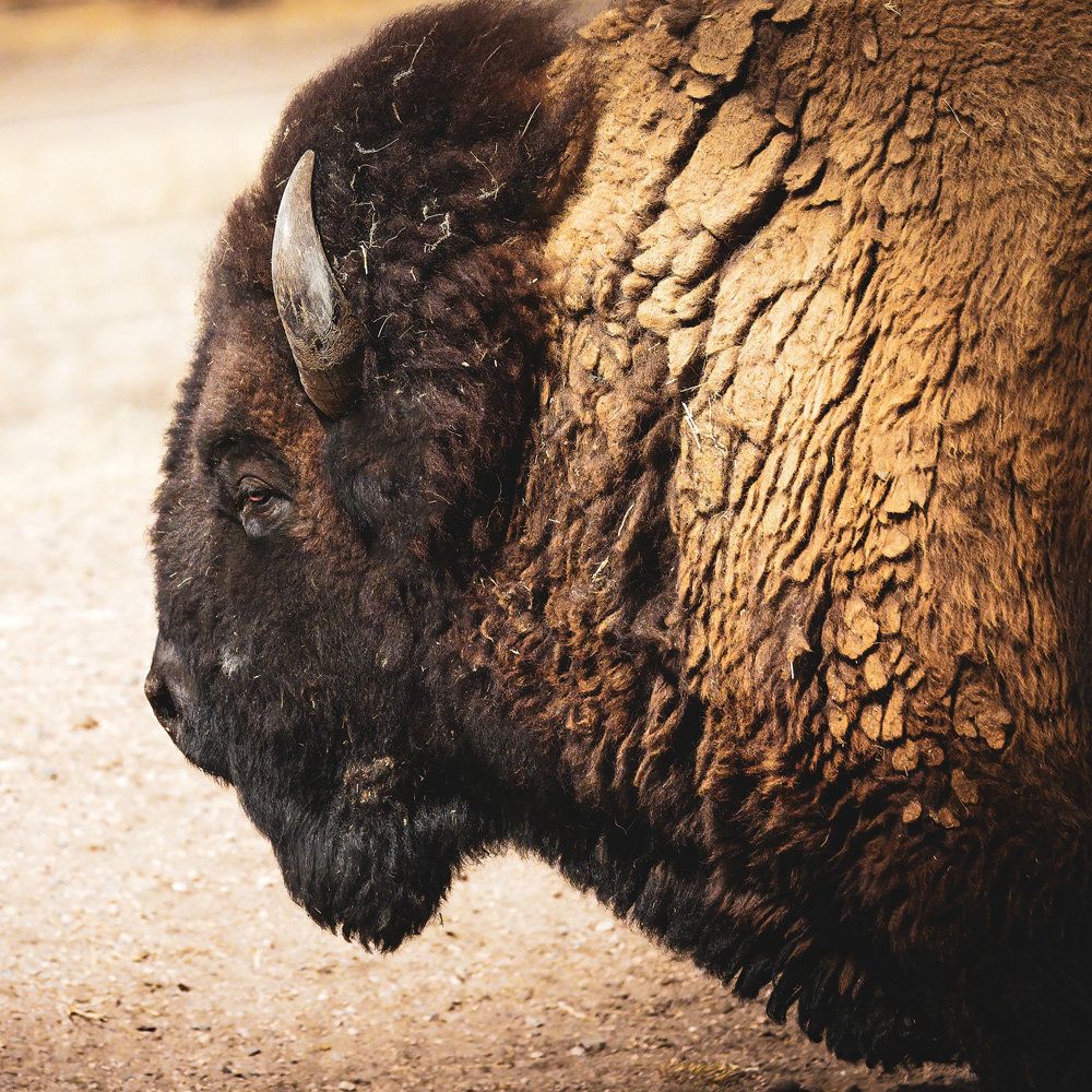 Bison 1 artwork