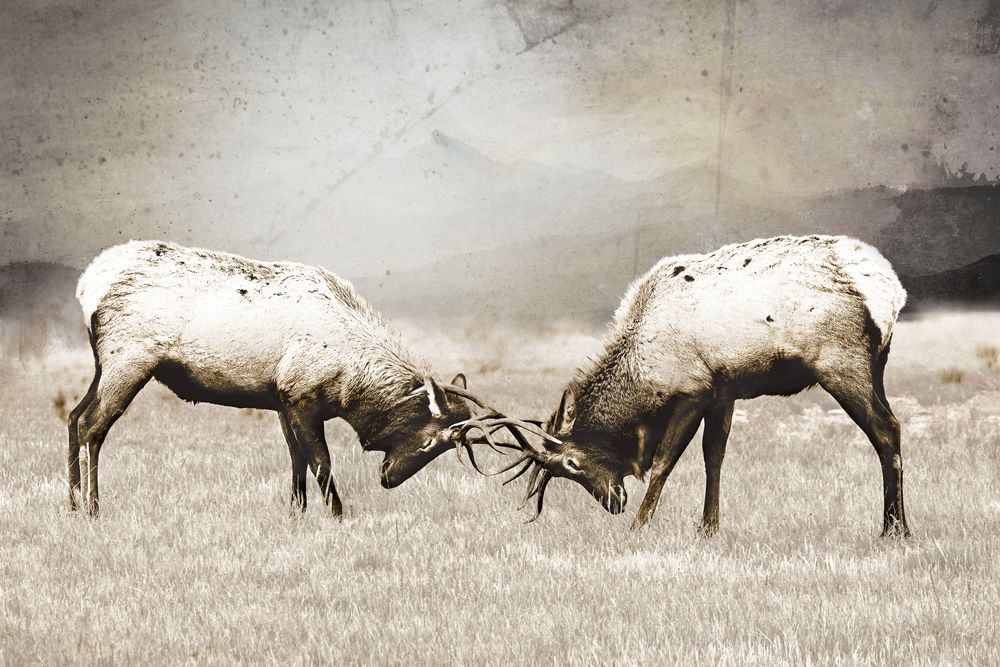 Elk in Profile 1 artwork