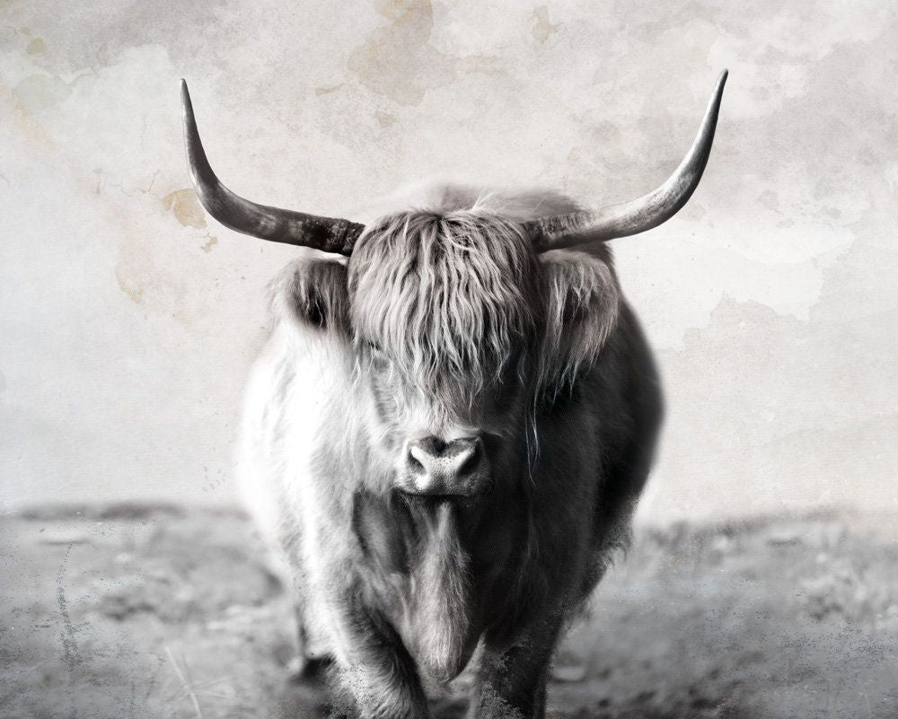 Highland Cow 1 artwork