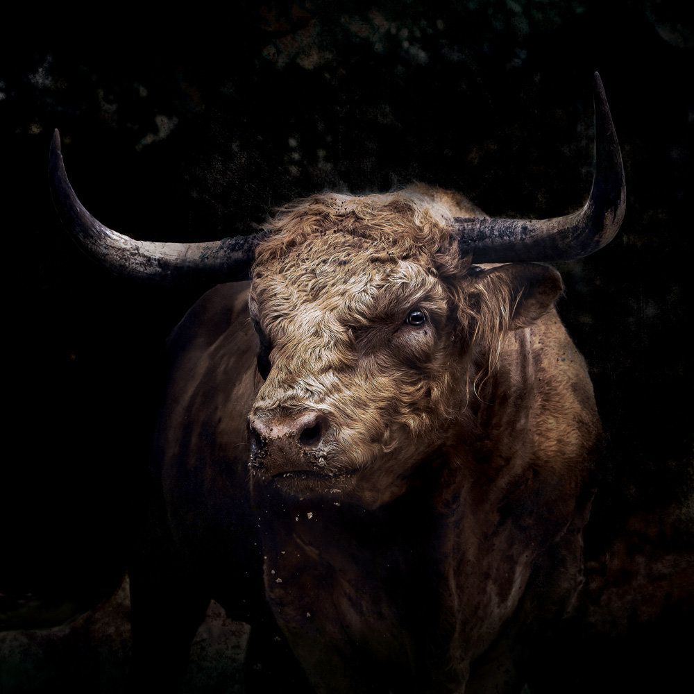 The Bull 1 artwork