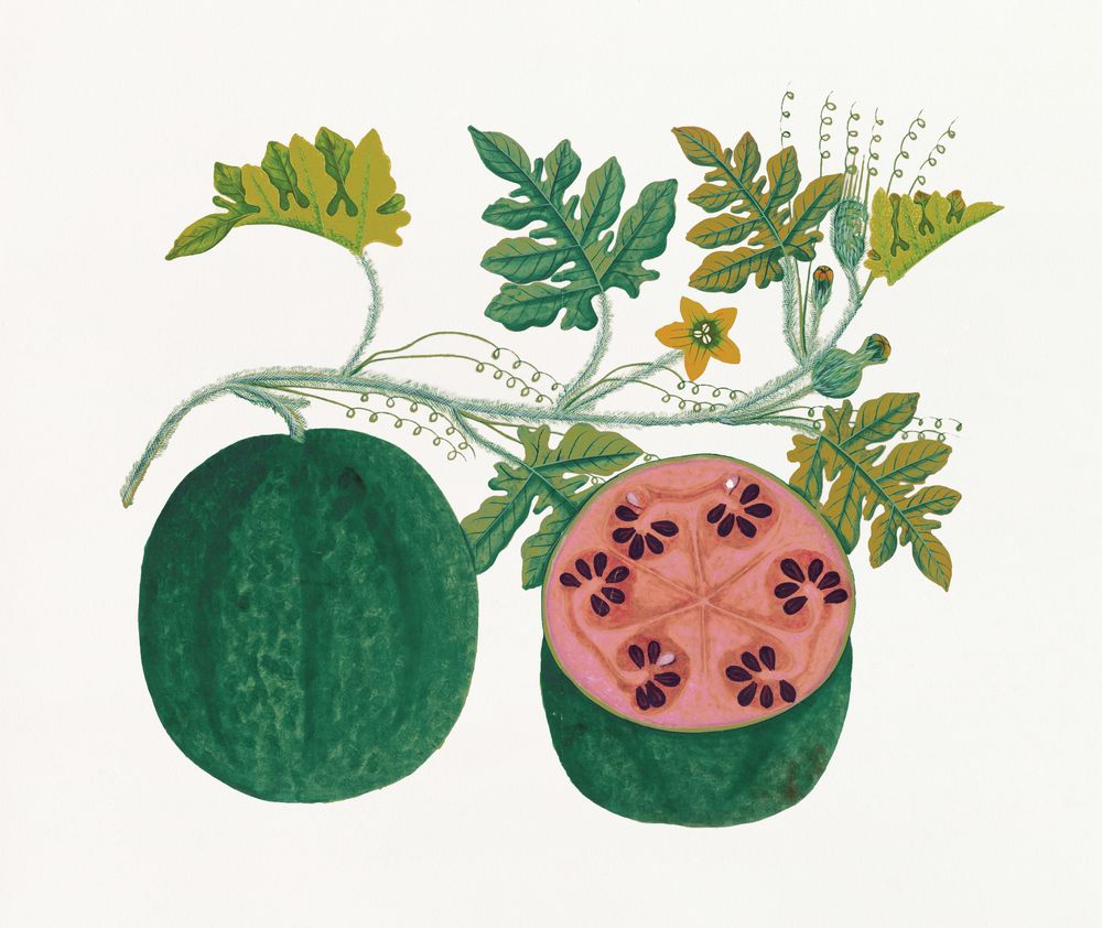Island Harvest 1 artwork