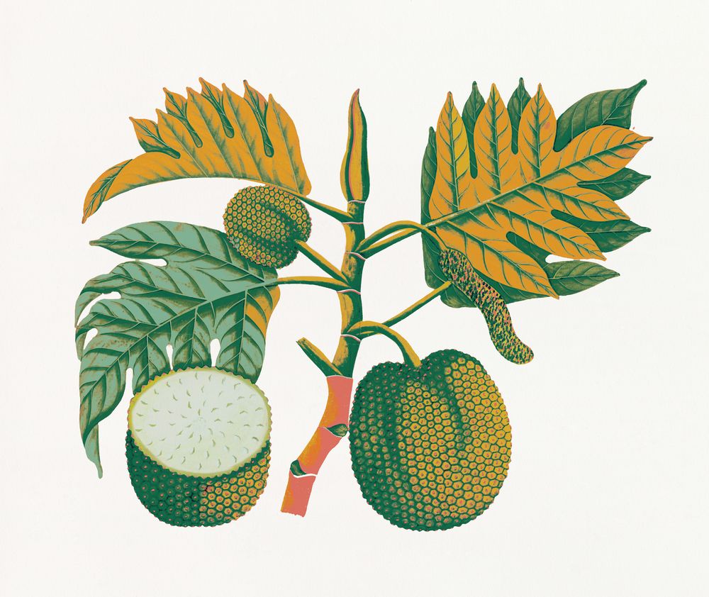 Island Harvest 4 artwork