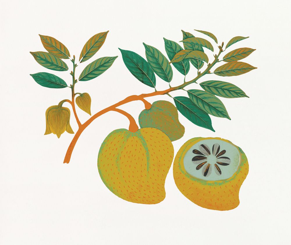 Island Harvest 5 artwork