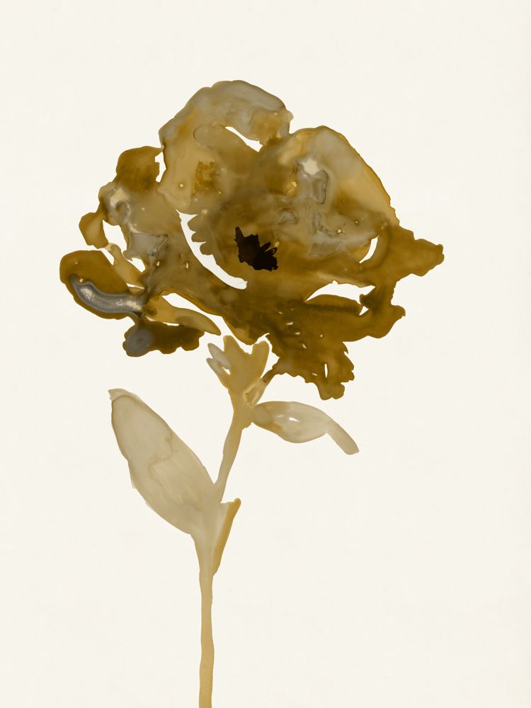 Sepia Studies 2 artwork
