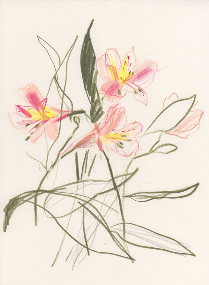Alstroemeria 1 artwork