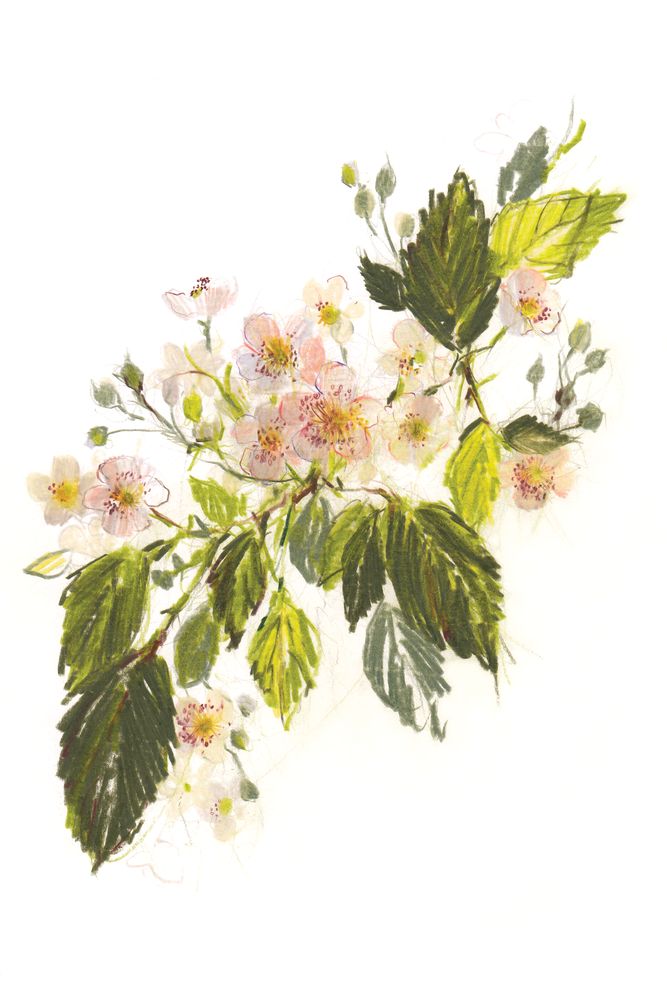 Blackberry Blossom 1 artwork