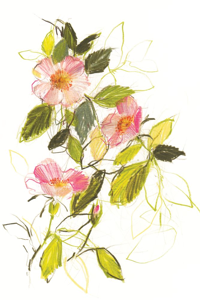 Dog Roses 1 artwork