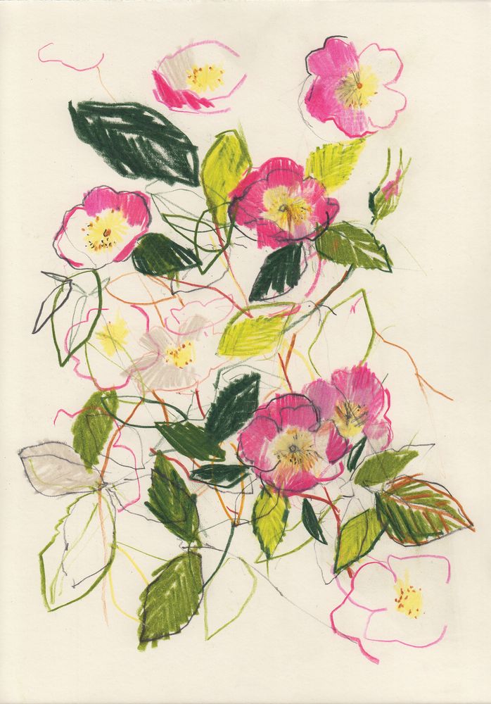 Fuschia Dog Rose 1 artwork