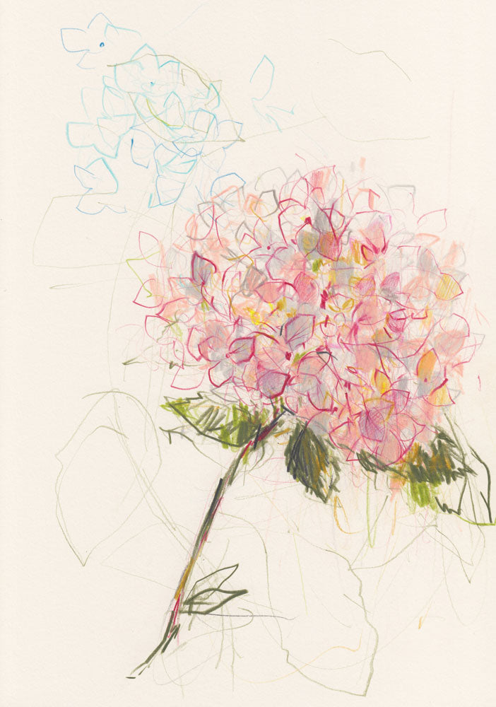 Hydrangeas 1 artwork