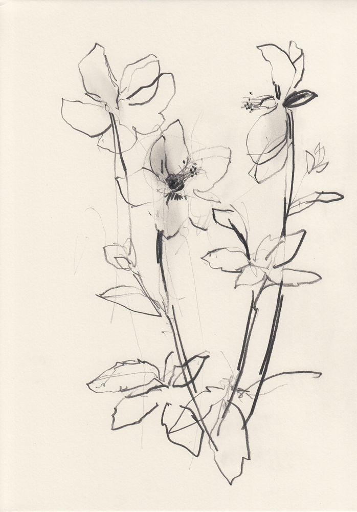 Hellebore Study 1 artwork