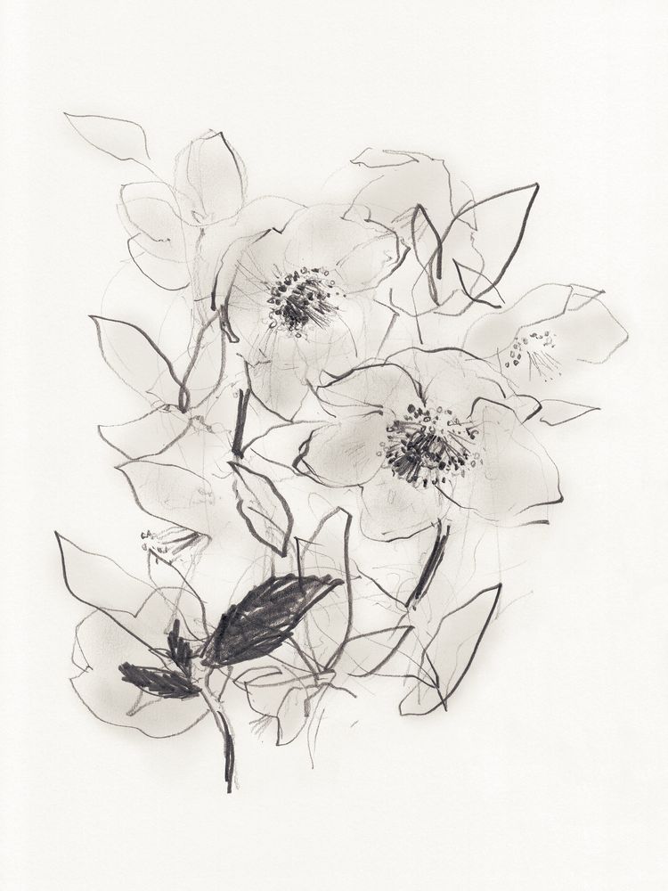 Hellebores at Daybreak 1 artwork