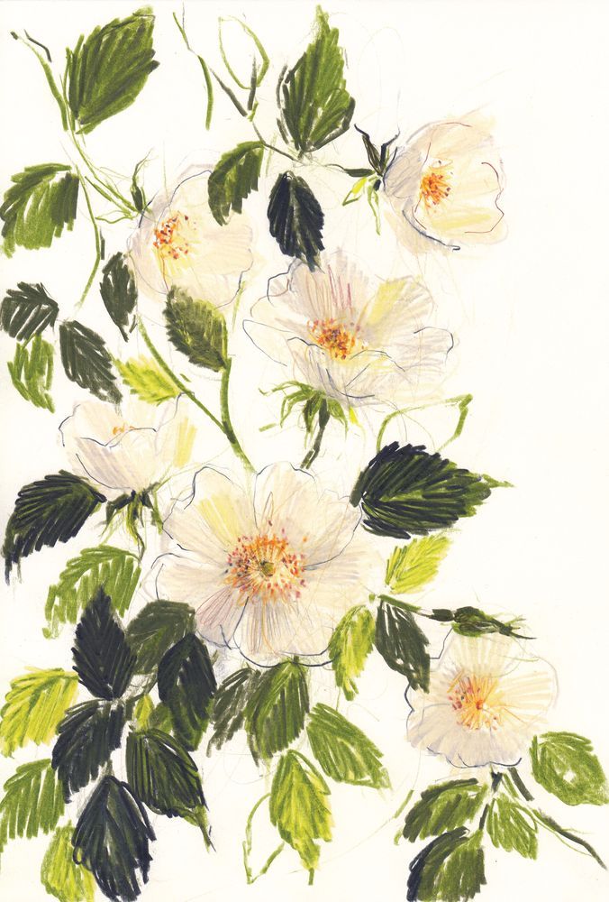 Heirloom Roses 1 artwork