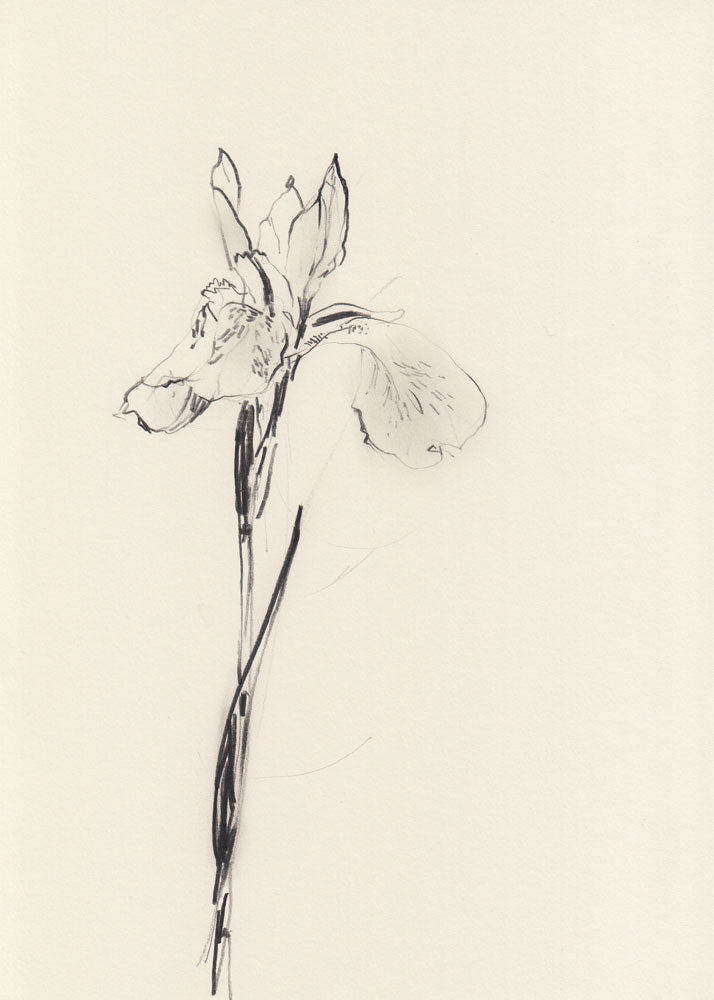 Iris 1 artwork