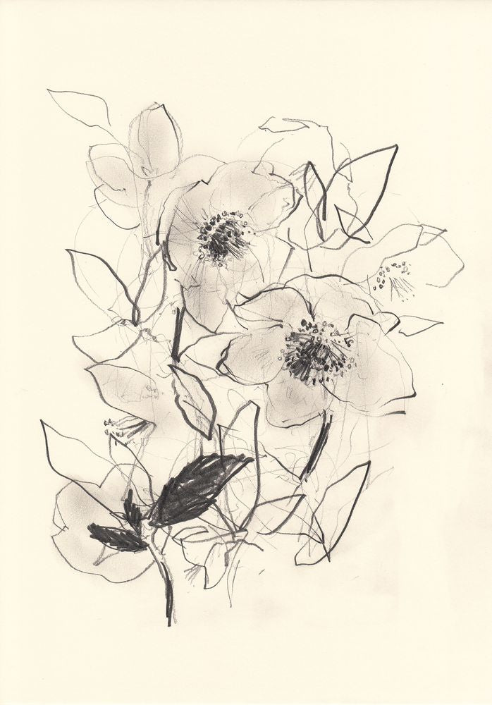 Morning Hellebores 2 artwork