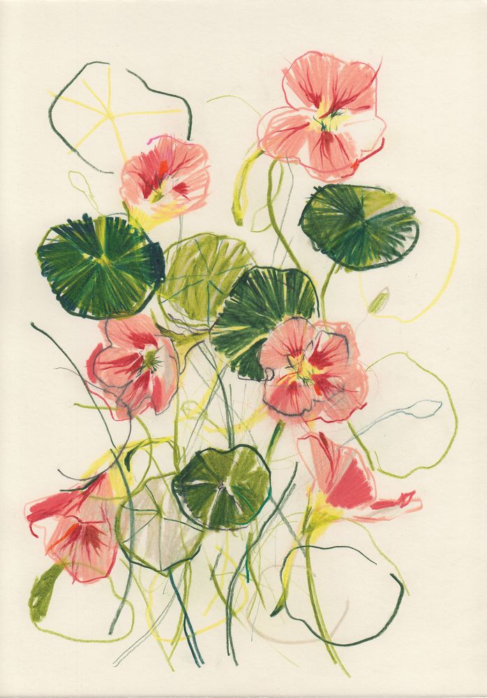 Nasturtium 1 artwork
