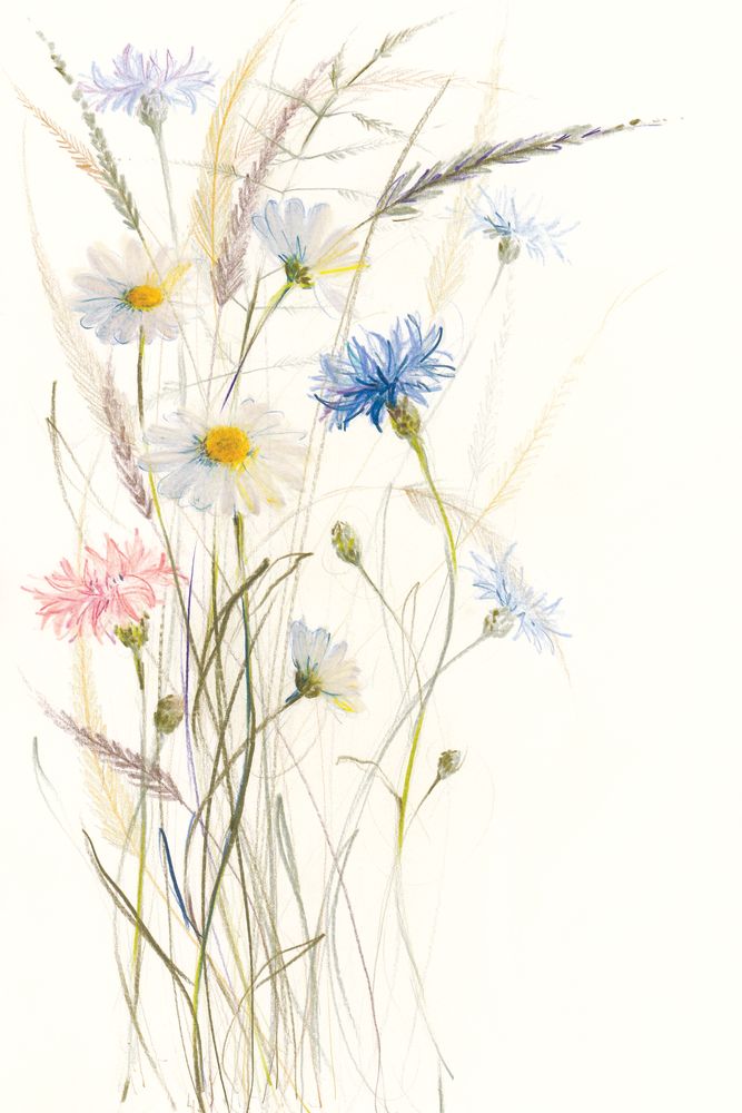 Oxeye Daisies 1 artwork