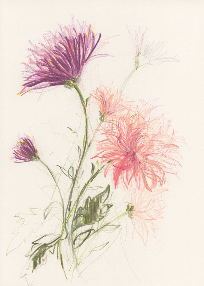 Pink Chrysanthemums 1 artwork