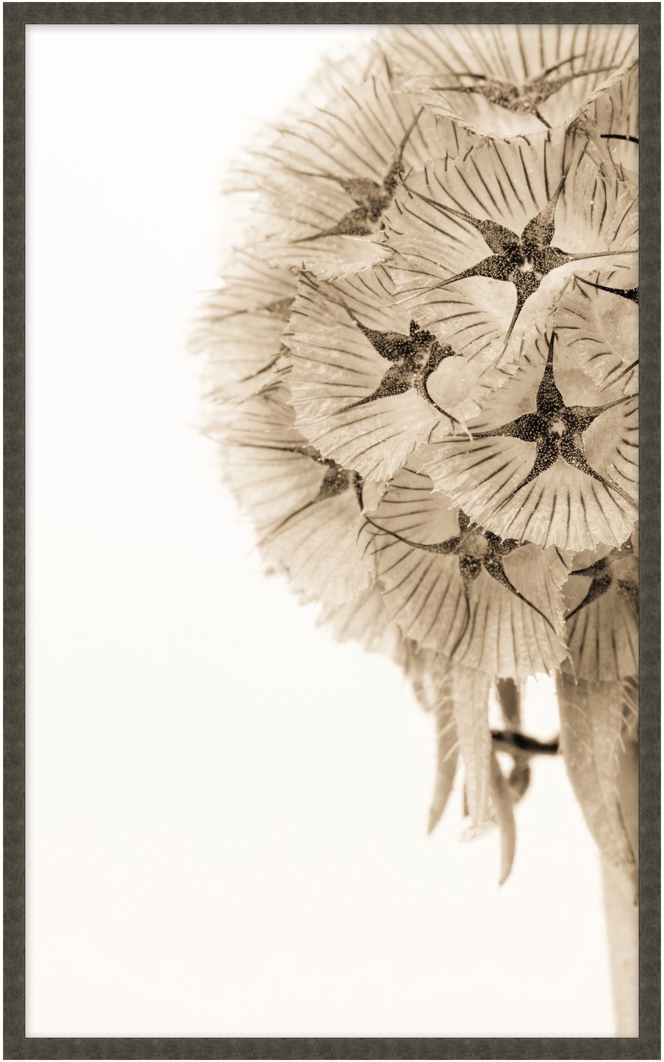 Dawning Bloom 2 - Theodore Alexander