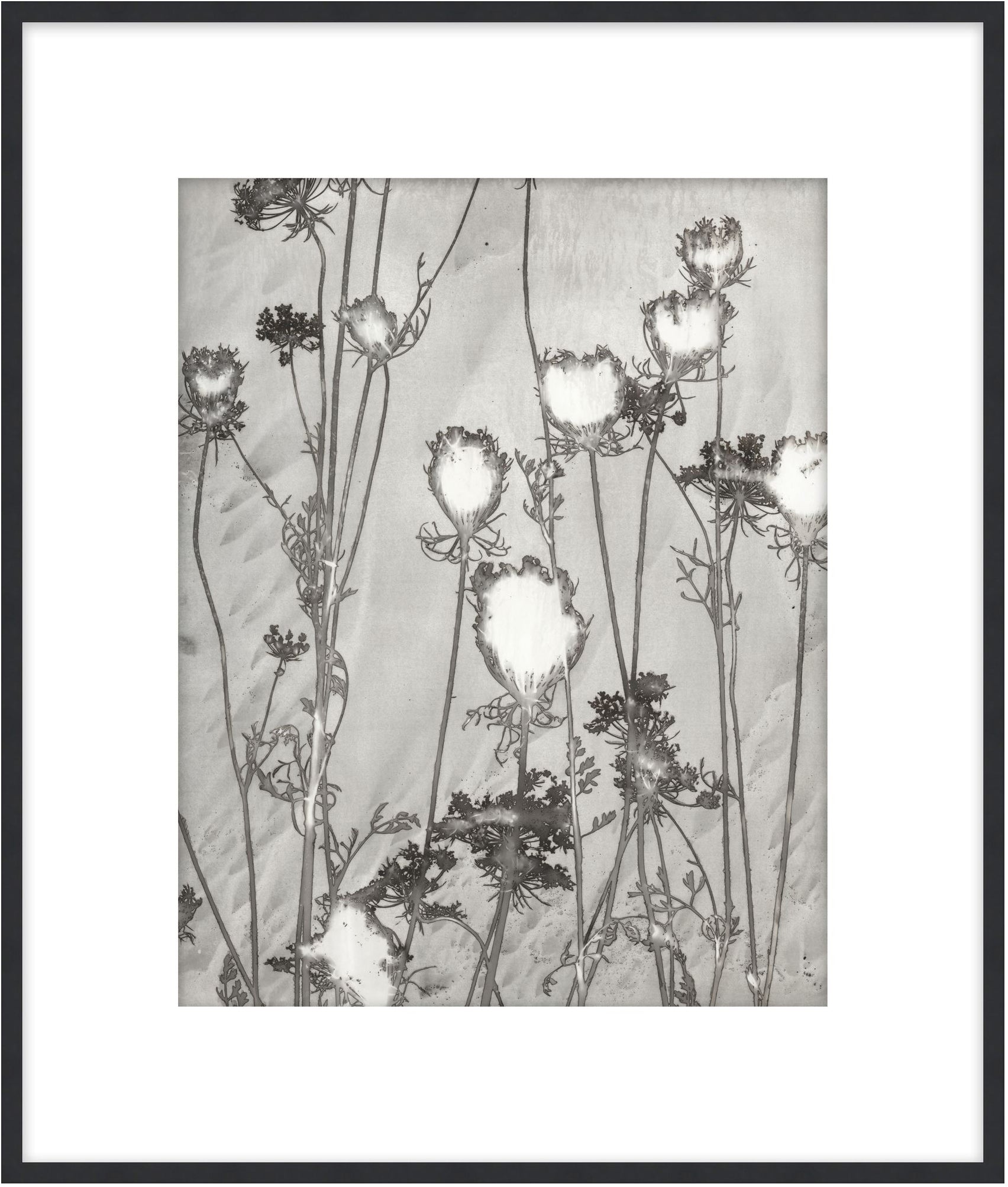 Lucent Botanicals 1 - Theodore Alexander