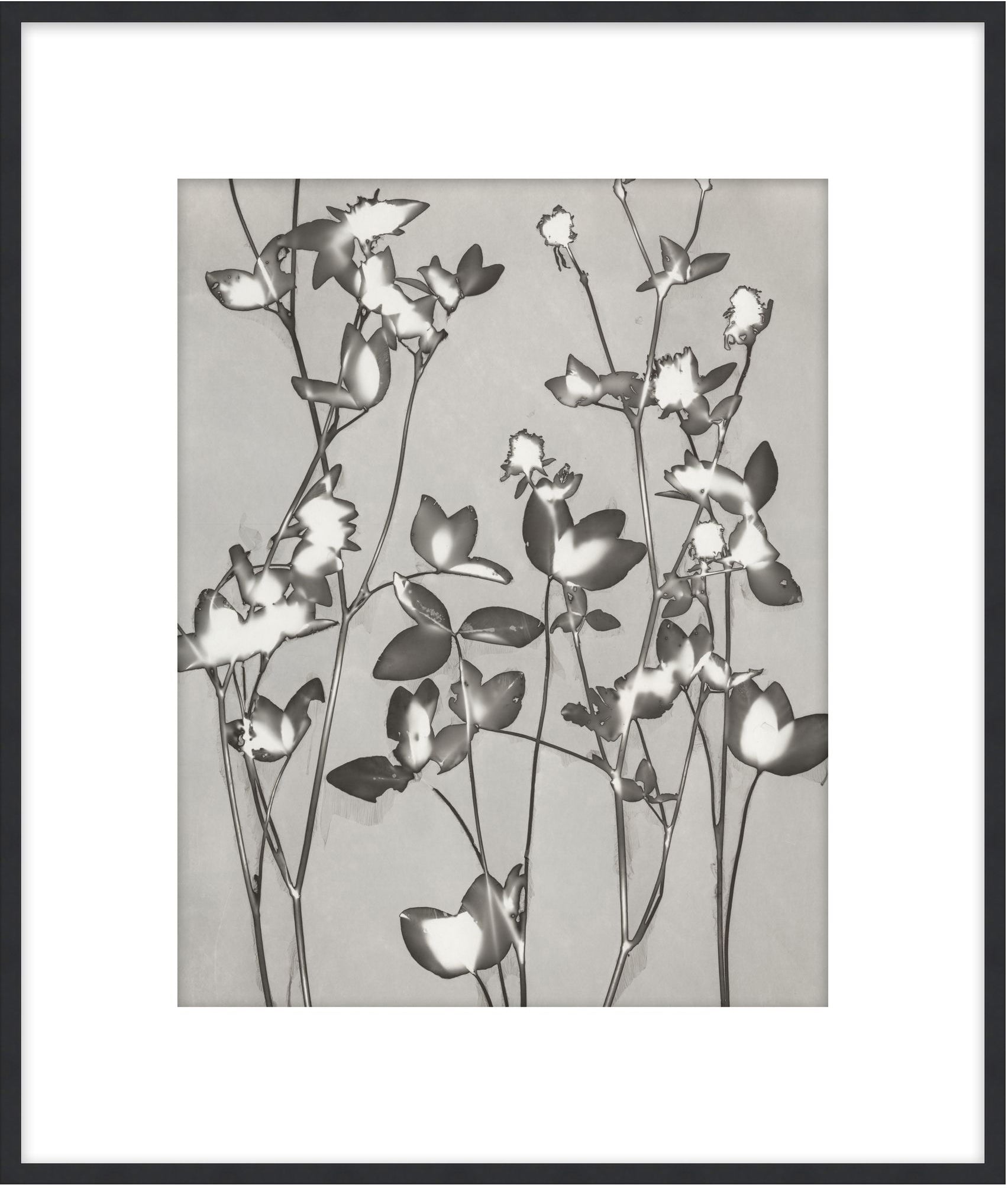 Lucent Botanicals 7 - Theodore Alexander