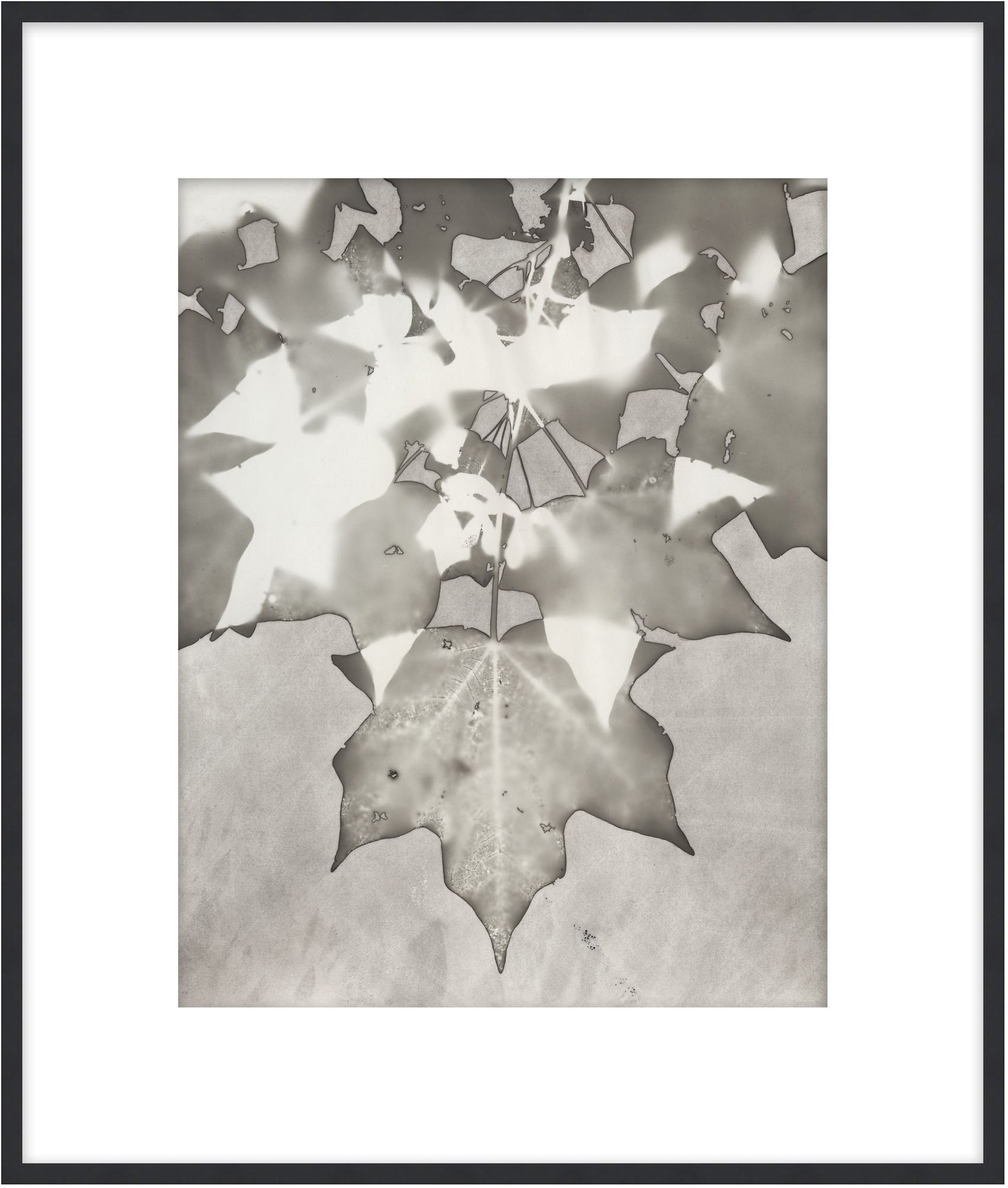 Lucent Botanicals 8 - Theodore Alexander