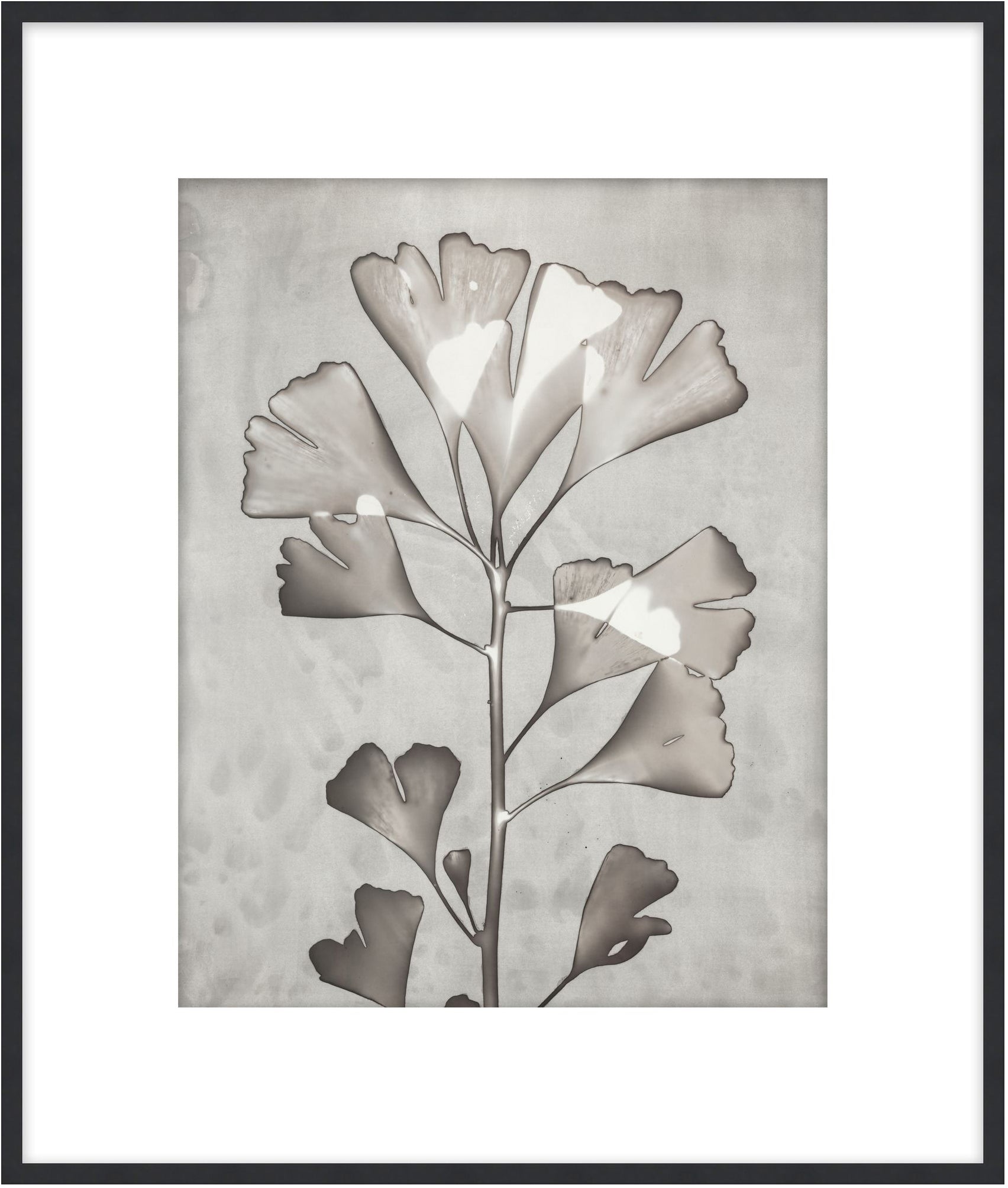 Lucent Botanicals 5 - Theodore Alexander