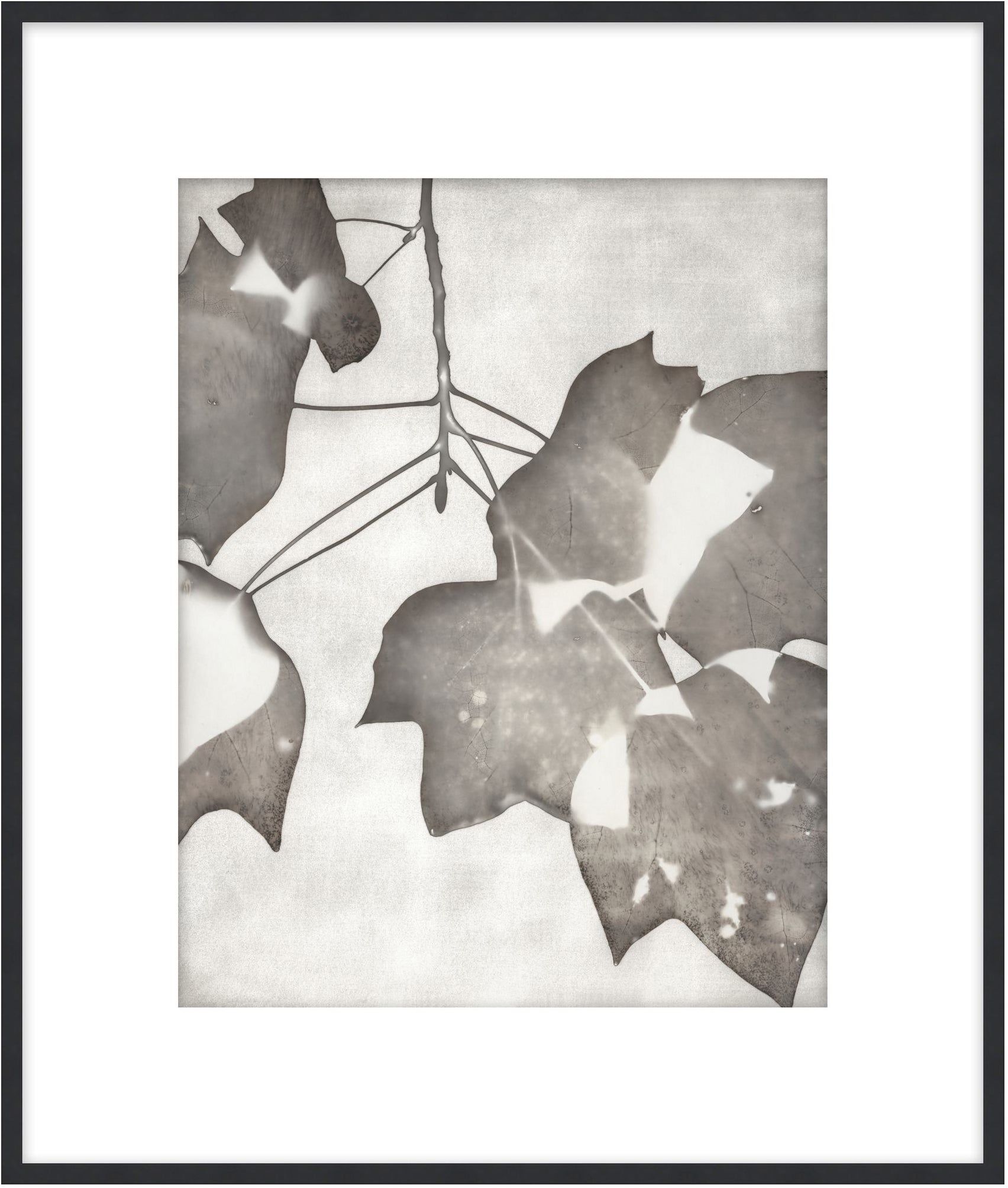 Lucent Botanicals 2 - Theodore Alexander