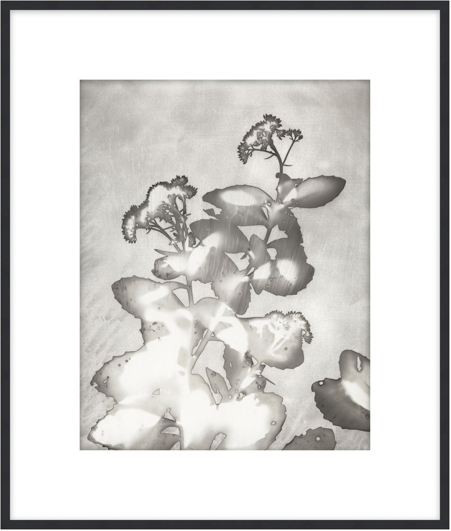 Lucent Botanicals 6 - Theodore Alexander