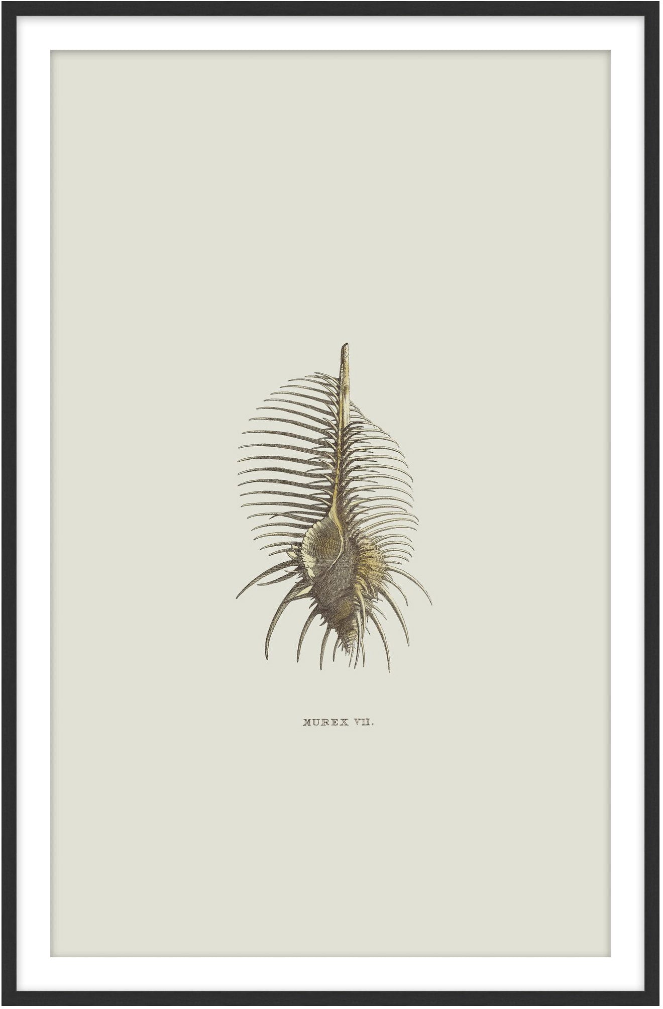 Sundry Murex 1 - Theodore Alexander