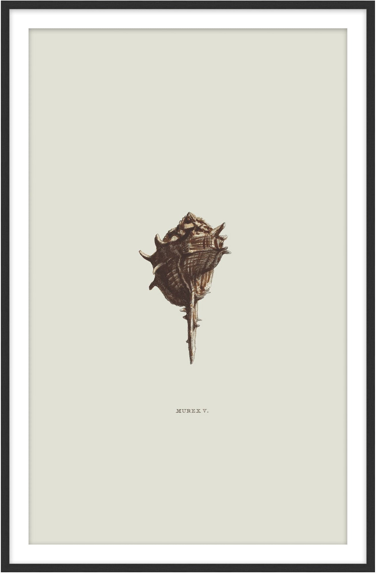 Sundry Murex 5 - Theodore Alexander