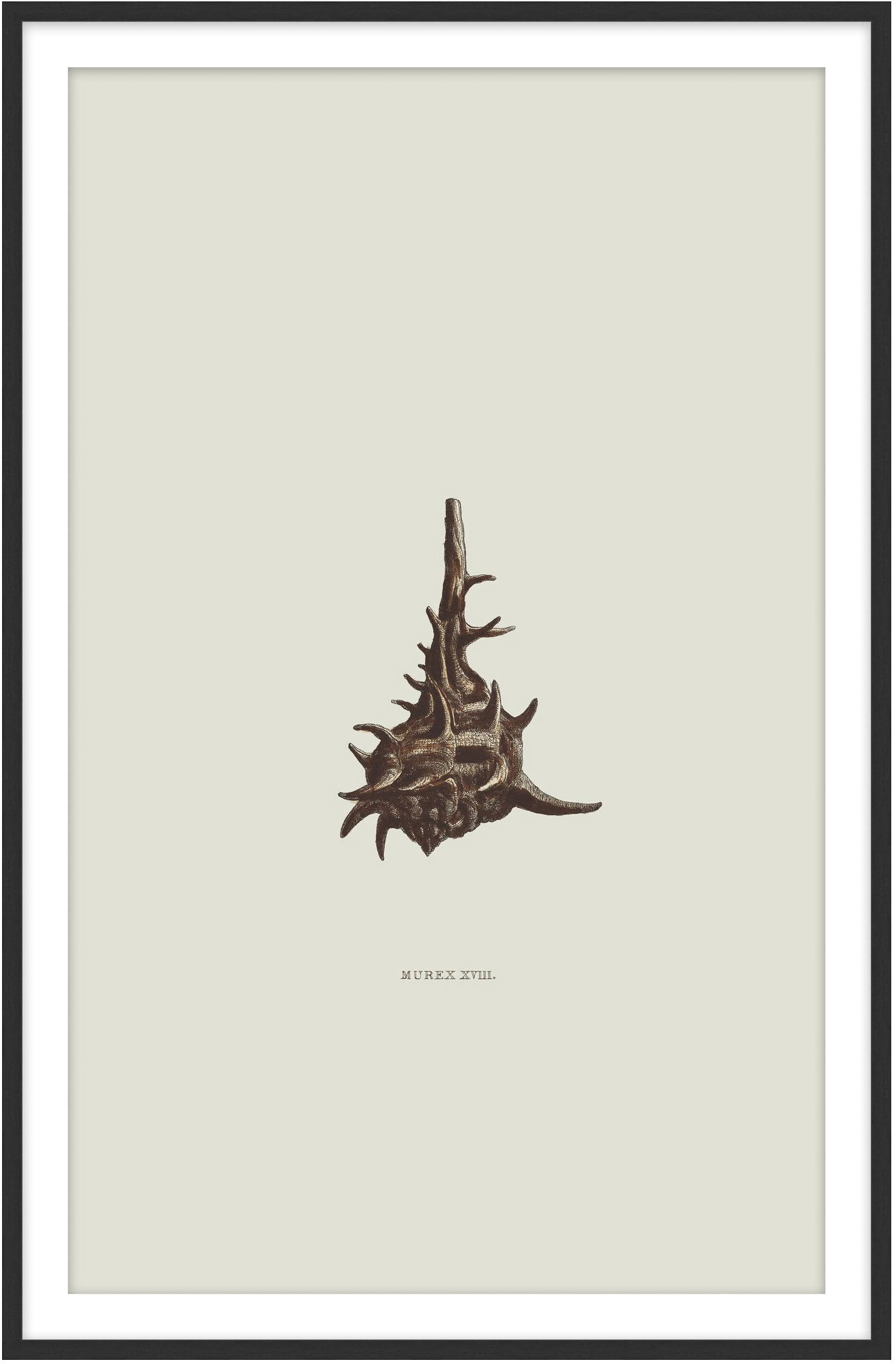 Sundry Murex 6 - Theodore Alexander