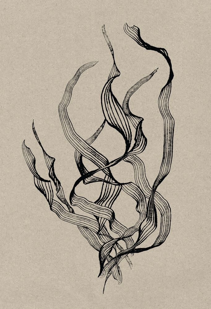 Delicate 1 artwork