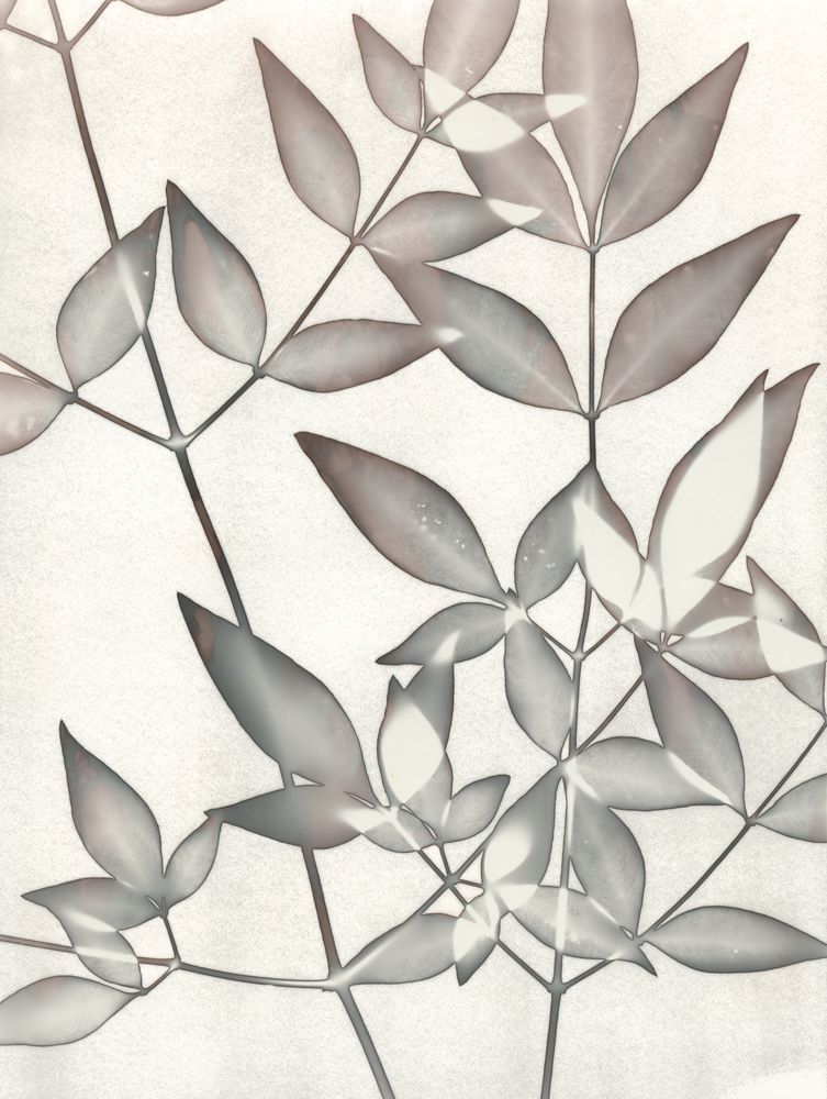 Botanical Shade 1 artwork