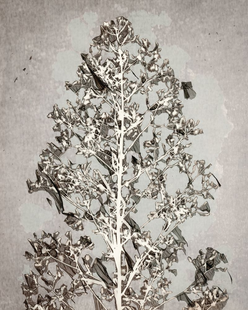 Botanical Overcast 1 artwork