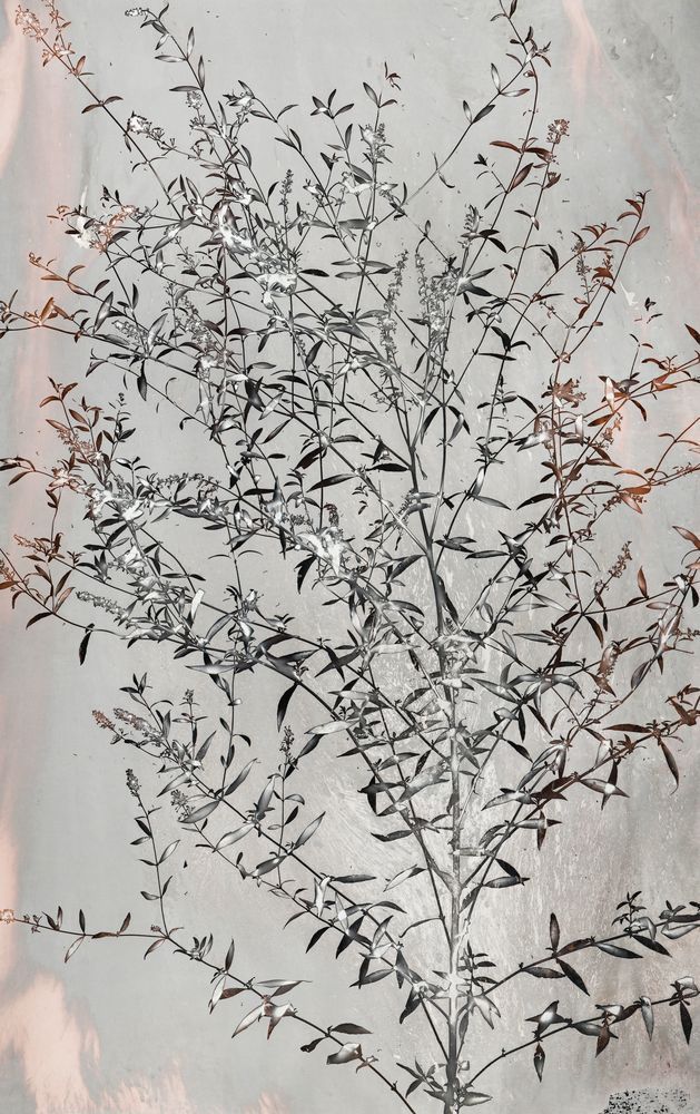 Fluttering Home 1 artwork