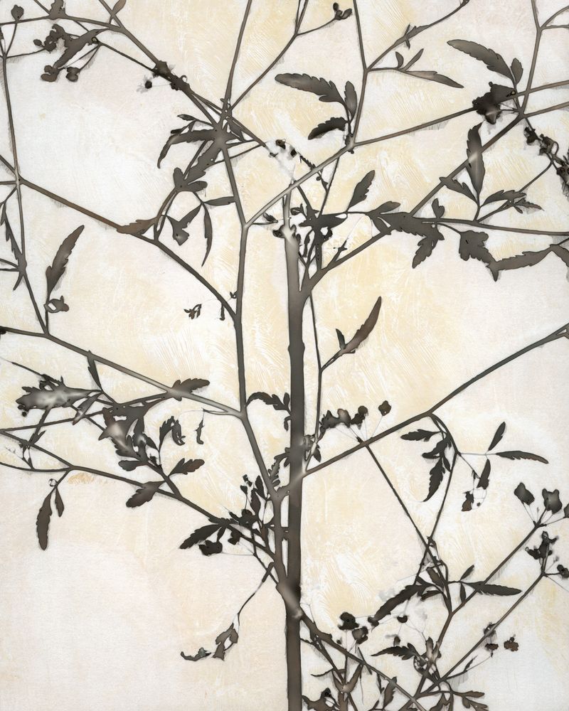 Inscrutible Botany 1 — artwork