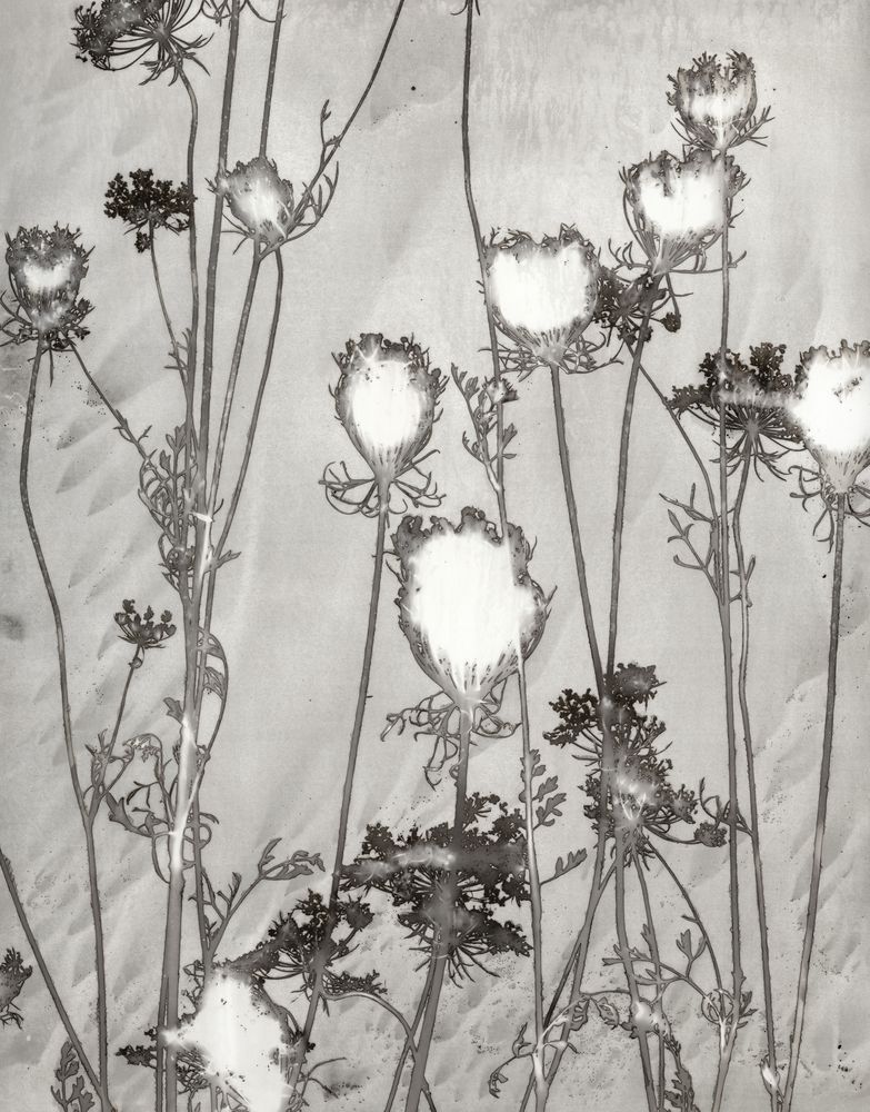 Lucent Botanicals 1 artwork
