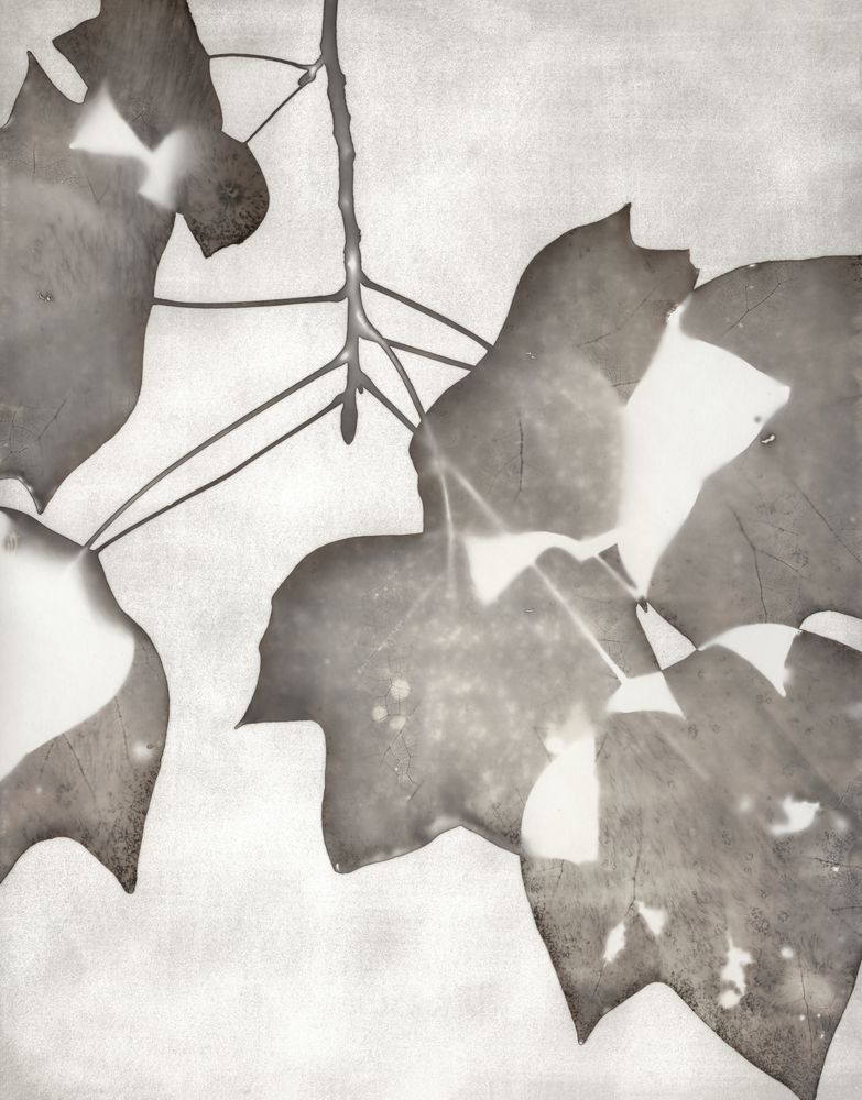 Lucent Botanicals 2 artwork