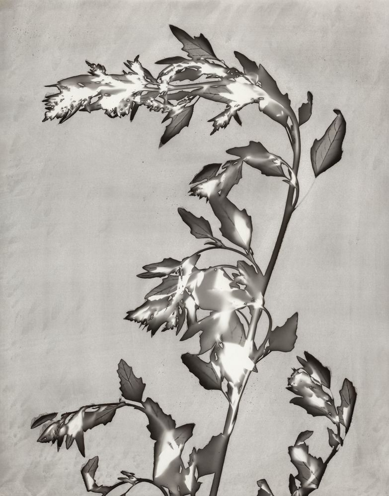 Lucent Botanicals 3 artwork