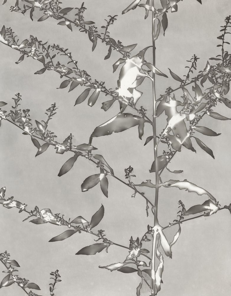 Lucent Botanicals 4 artwork