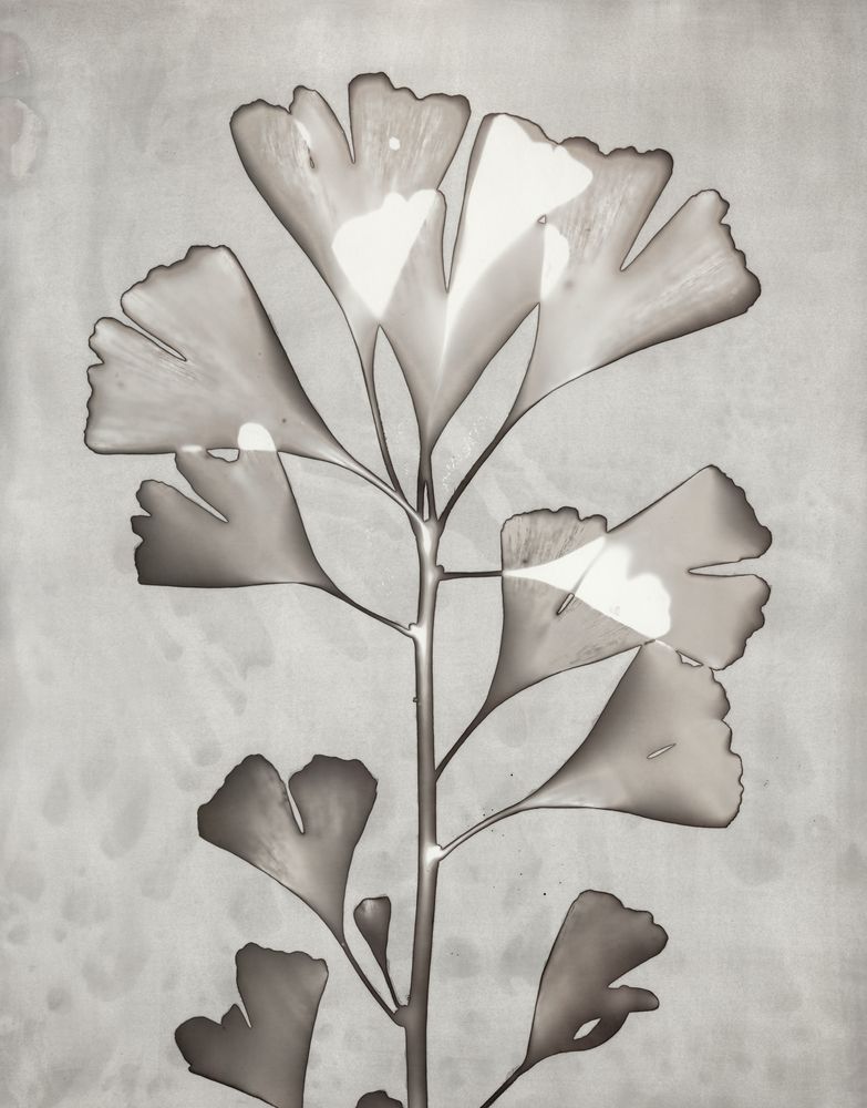 Lucent Botanicals 5 artwork