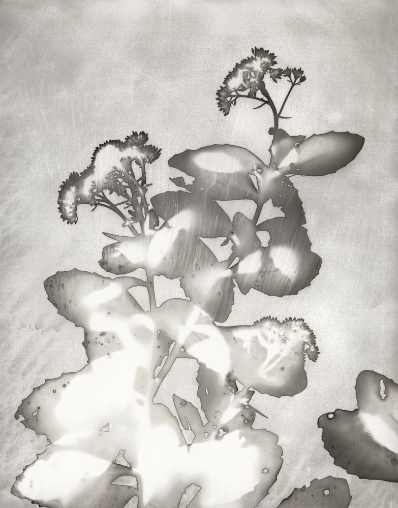 Lucent Botanicals 6 artwork