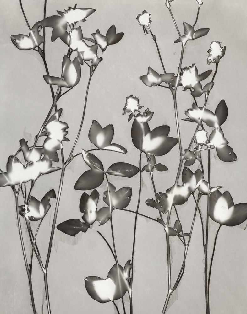 Lucent Botanicals 7 artwork