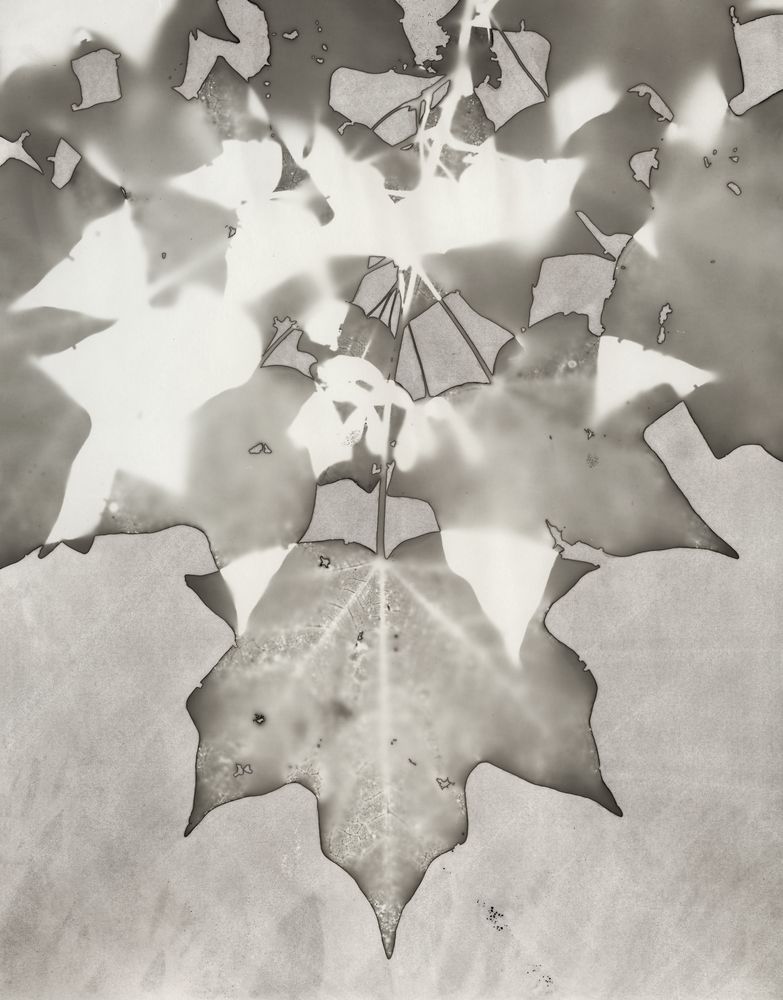 Lucent Botanicals 8 artwork