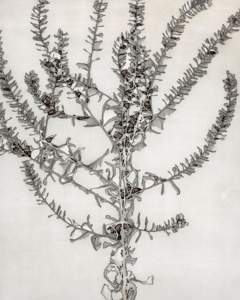Shrouded Botany 1 — artwork