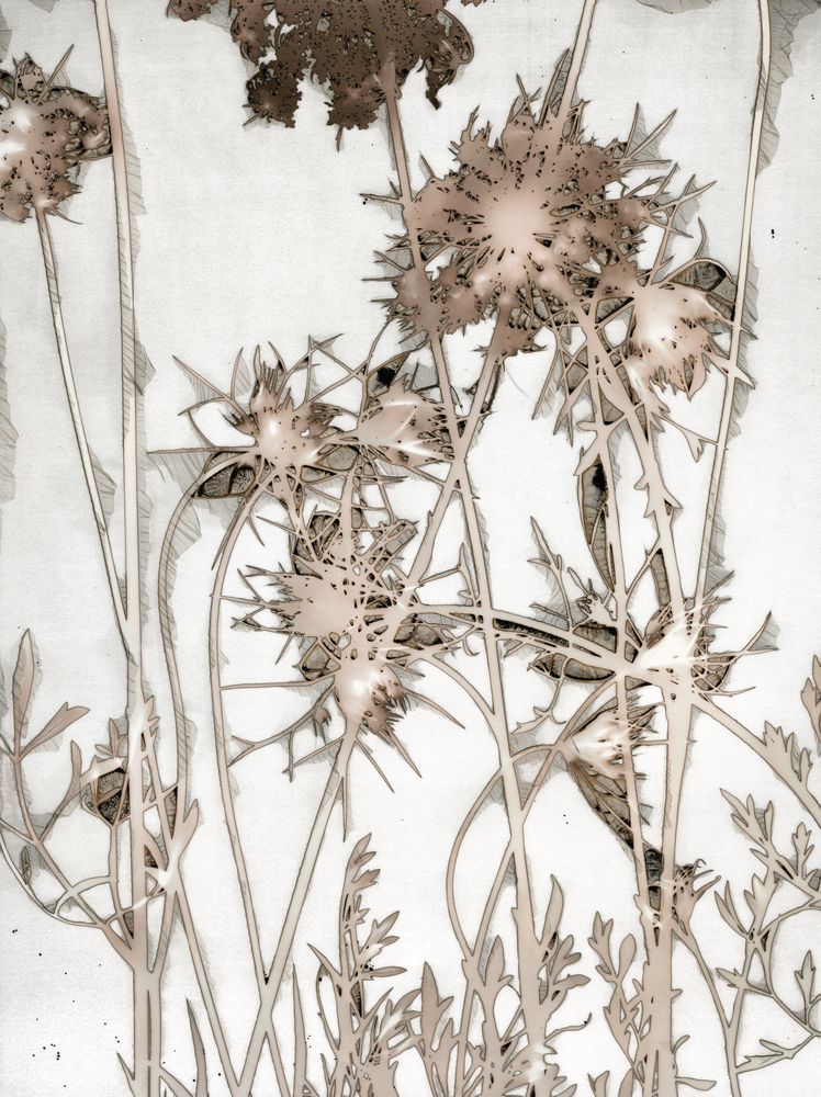 Wild Openwork 1 artwork